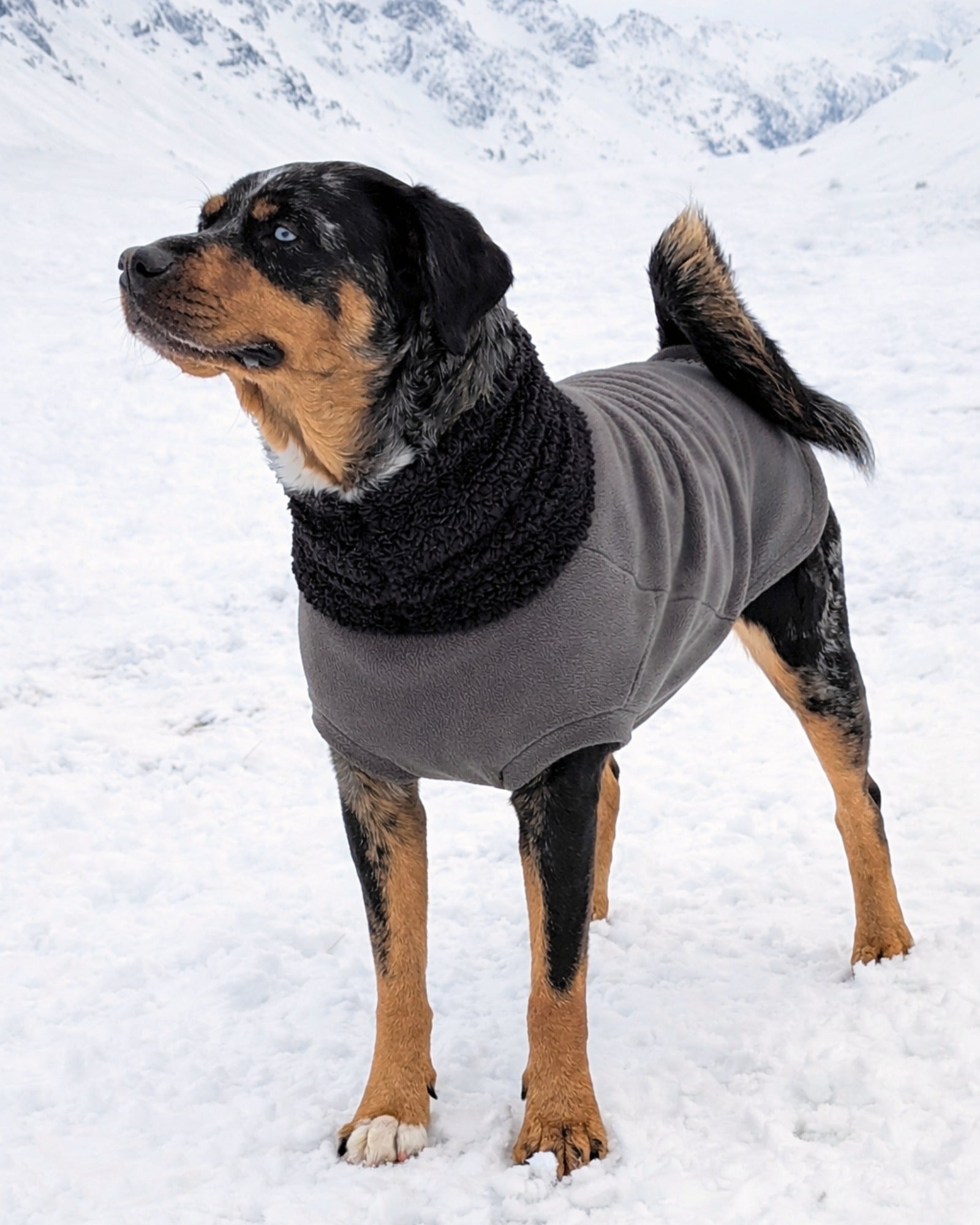 Charcoal gray fleece dog sweater with black sherpa turtleneck on black dog, standing on snowy mountain