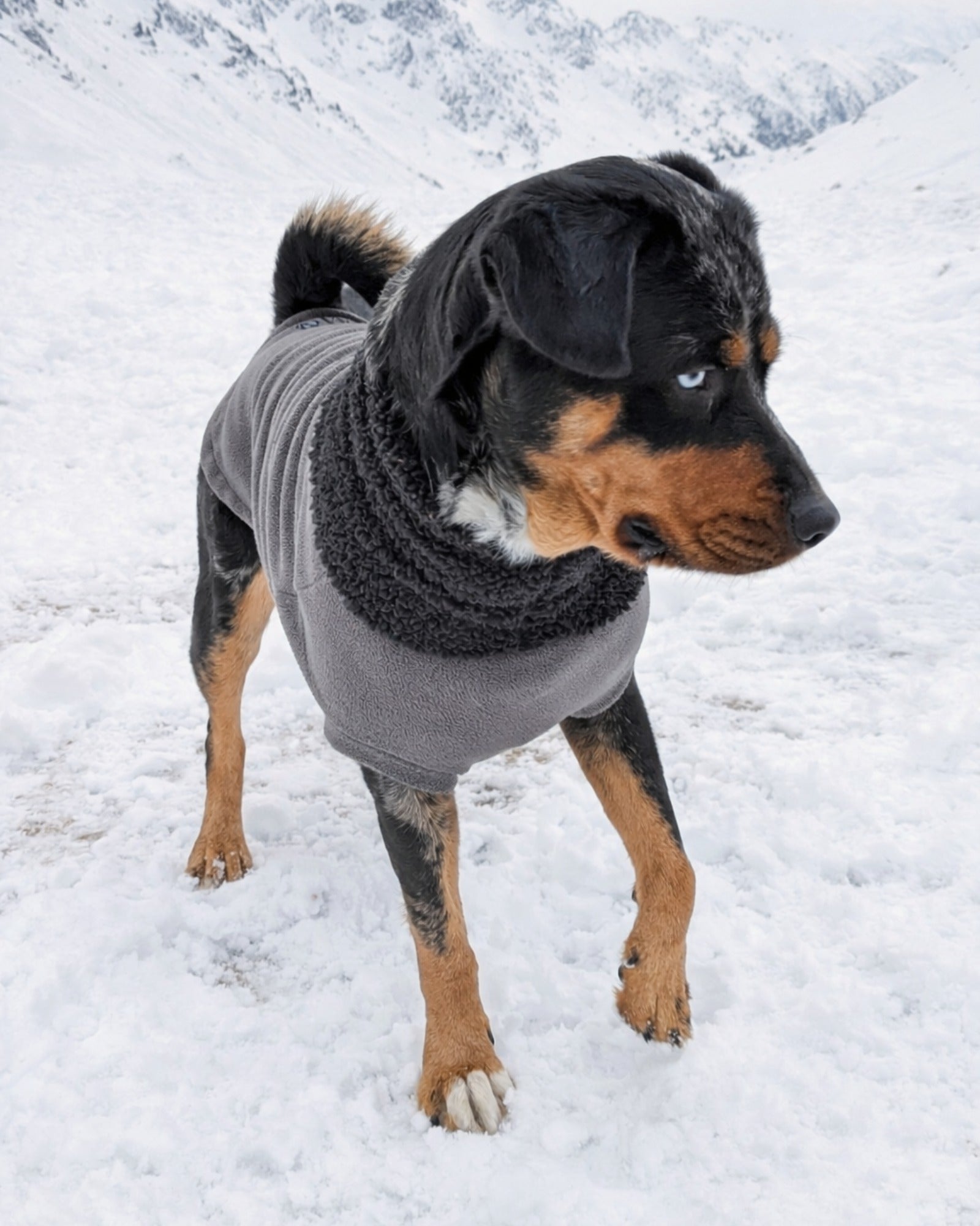 Charcoal gray fleece dog sweater with black sherpa turtleneck on black dog, standing and looking to the side on snowy mountain