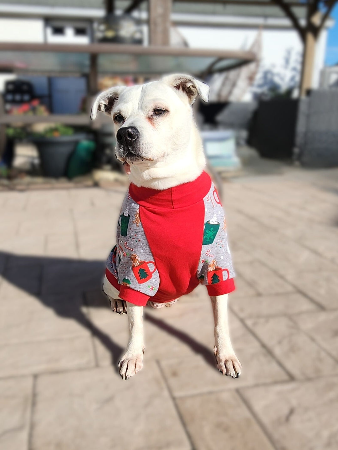 A delightful dog striking poses in Jax & Molly's Christmas Mug Dog Pajamas, featuring festive mugs adorned with Santa, gingerbread cookies, candy canes, and other holiday motifs.