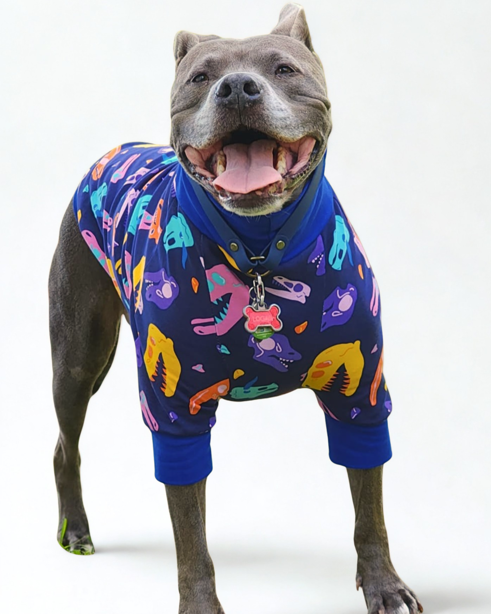 Front view of a grinning gray pitbull modeling blue raglan pajamas adorned with colorful dinosaur skull print.
