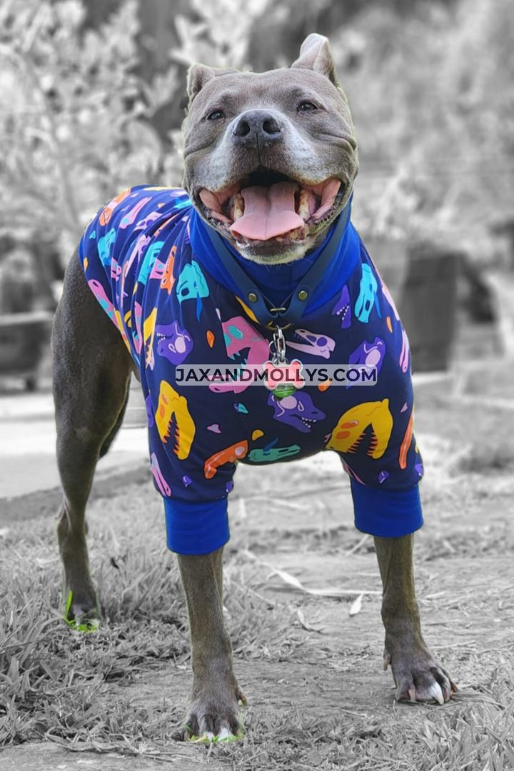 Front view of a grinning gray pitbull modeling blue raglan pajamas adorned with colorful dinosaur skull print.