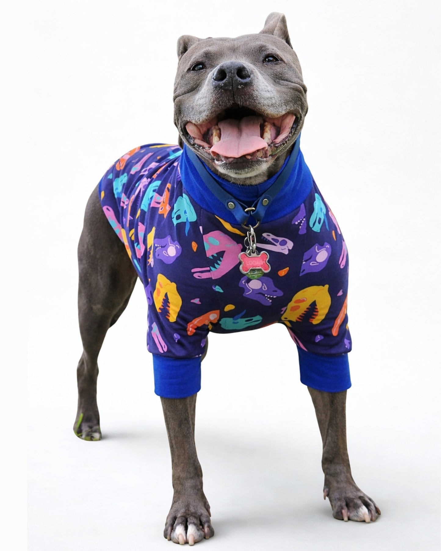 Front view of a grinning gray pitbull modeling blue raglan pajamas adorned with colorful dinosaur skull print.