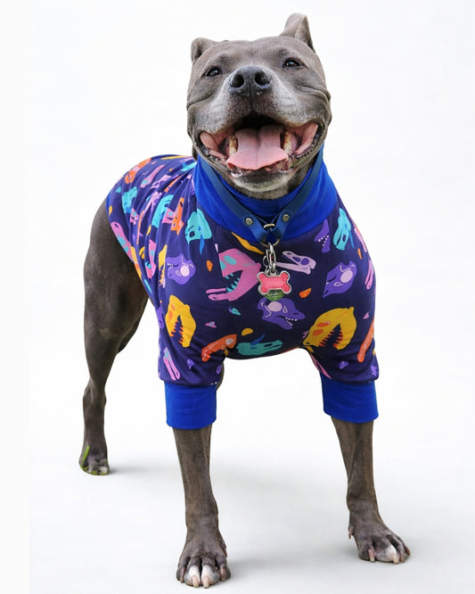 Front view of a grinning gray pitbull modeling blue raglan pajamas adorned with colorful dinosaur skull print.