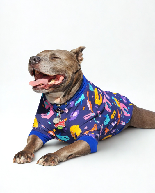 Gray pitbull soaking the sun in blue raglan pajamas adorned with colorful dinosaur skull print.