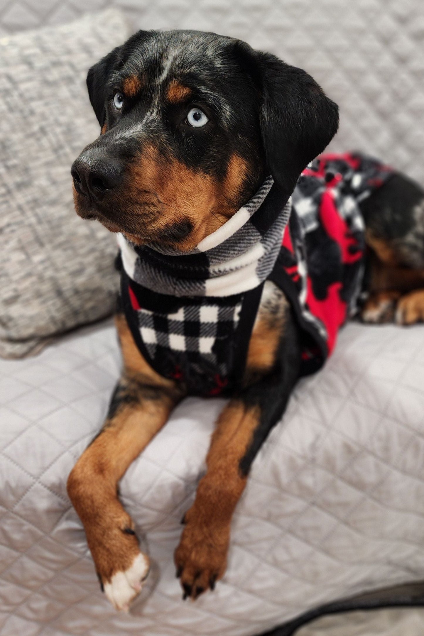 Crimson Lodge Bear plaid fleece dog sweater on dog laying on couch