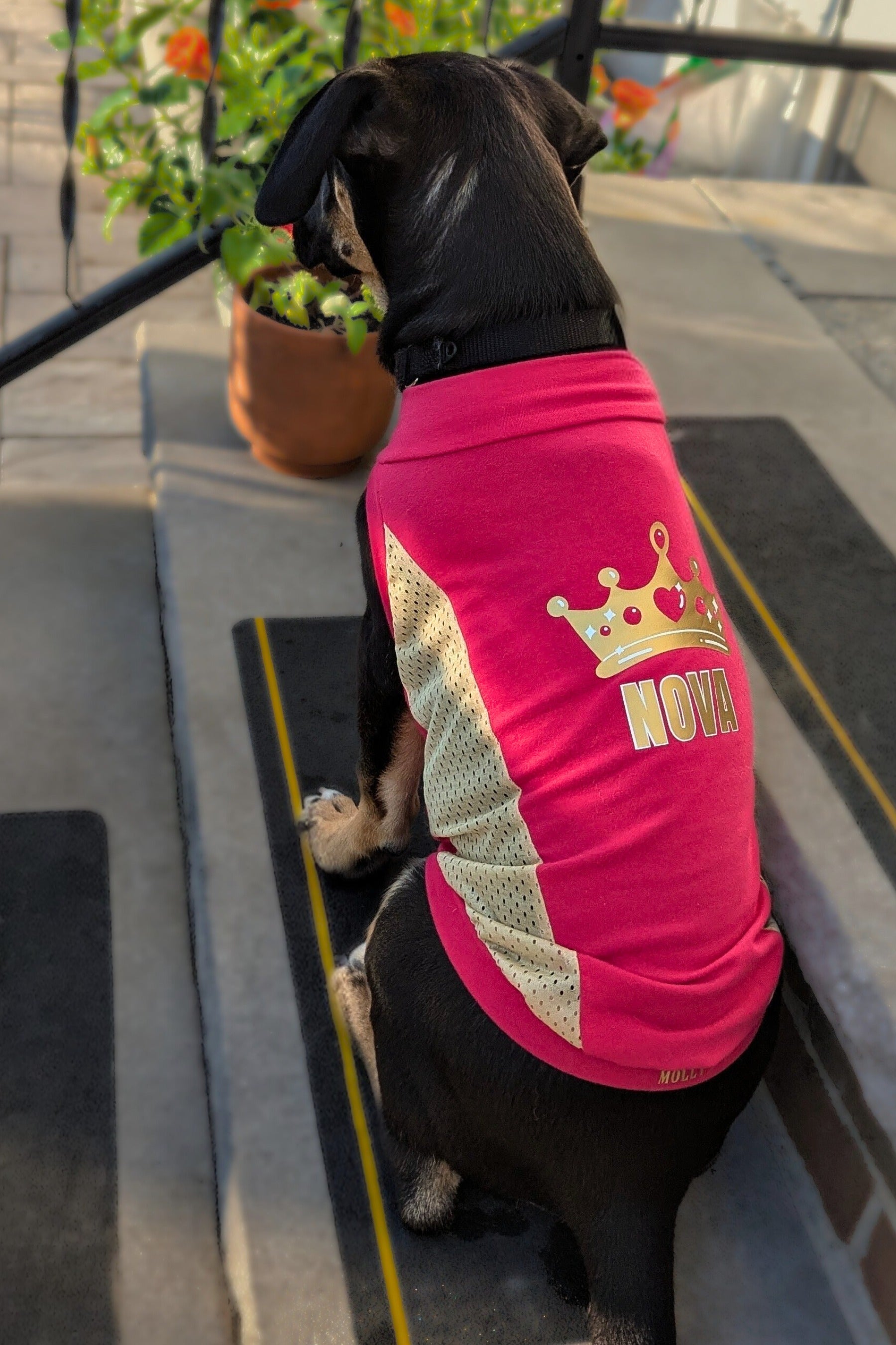 Black dog sitting on steps wearing a custom pink Jax & Molly’s dog jersey with gold crown design and the name “Nova” printed on the back