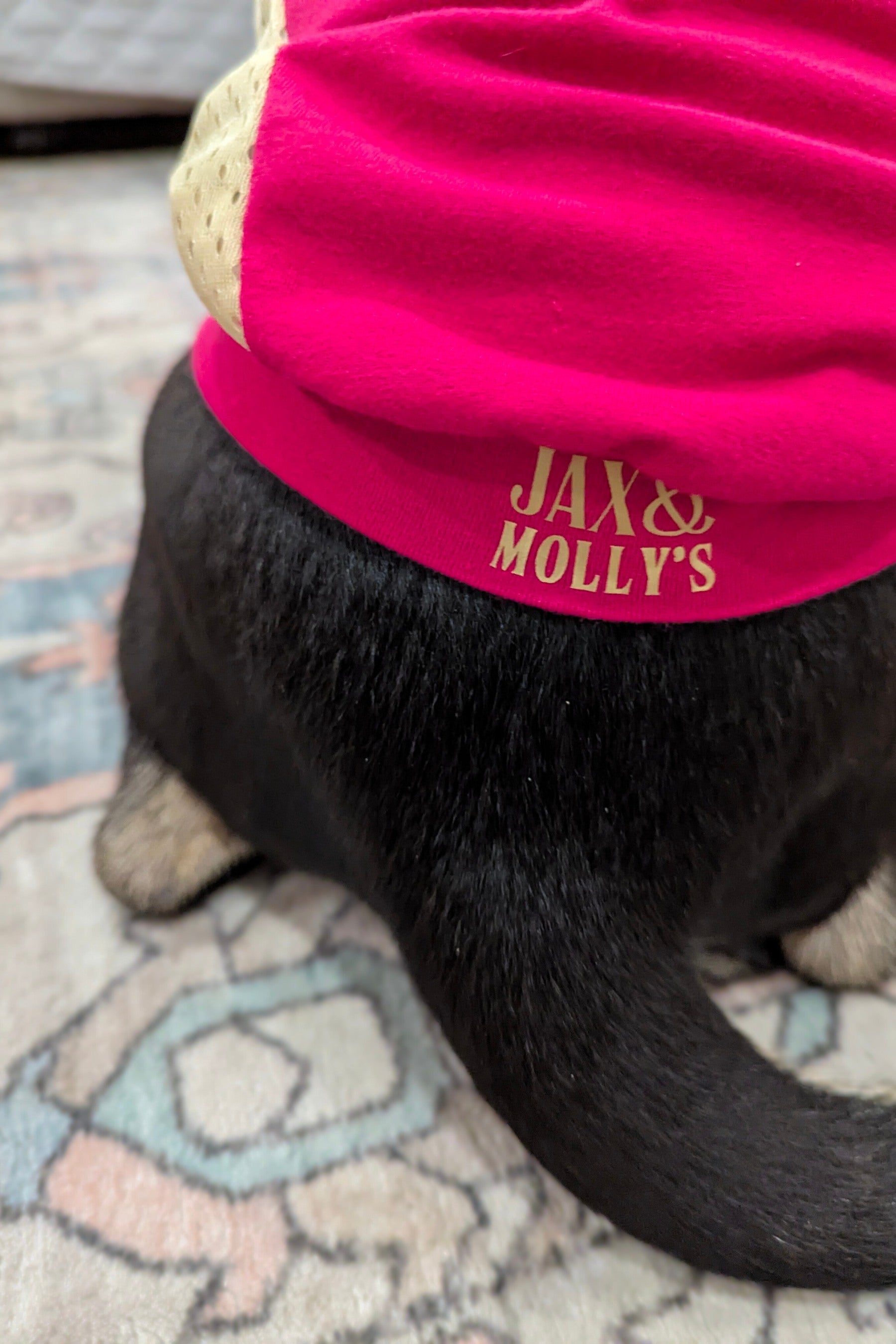 Black dog wearing a bright pink Jax & Molly’s custom dog jersey with logo in gold lettering on the waistband.