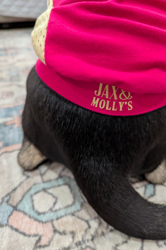 Black dog wearing a bright pink Jax & Molly’s custom dog jersey with logo in gold lettering on the waistband.