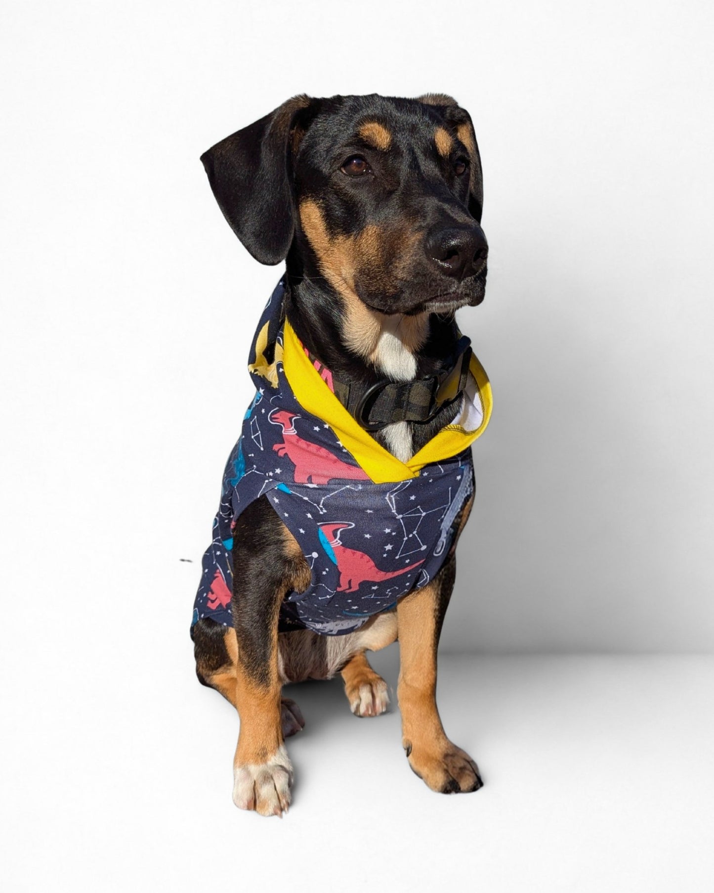 Dog wearing a colorful hoodie with dinosaur design on a white background