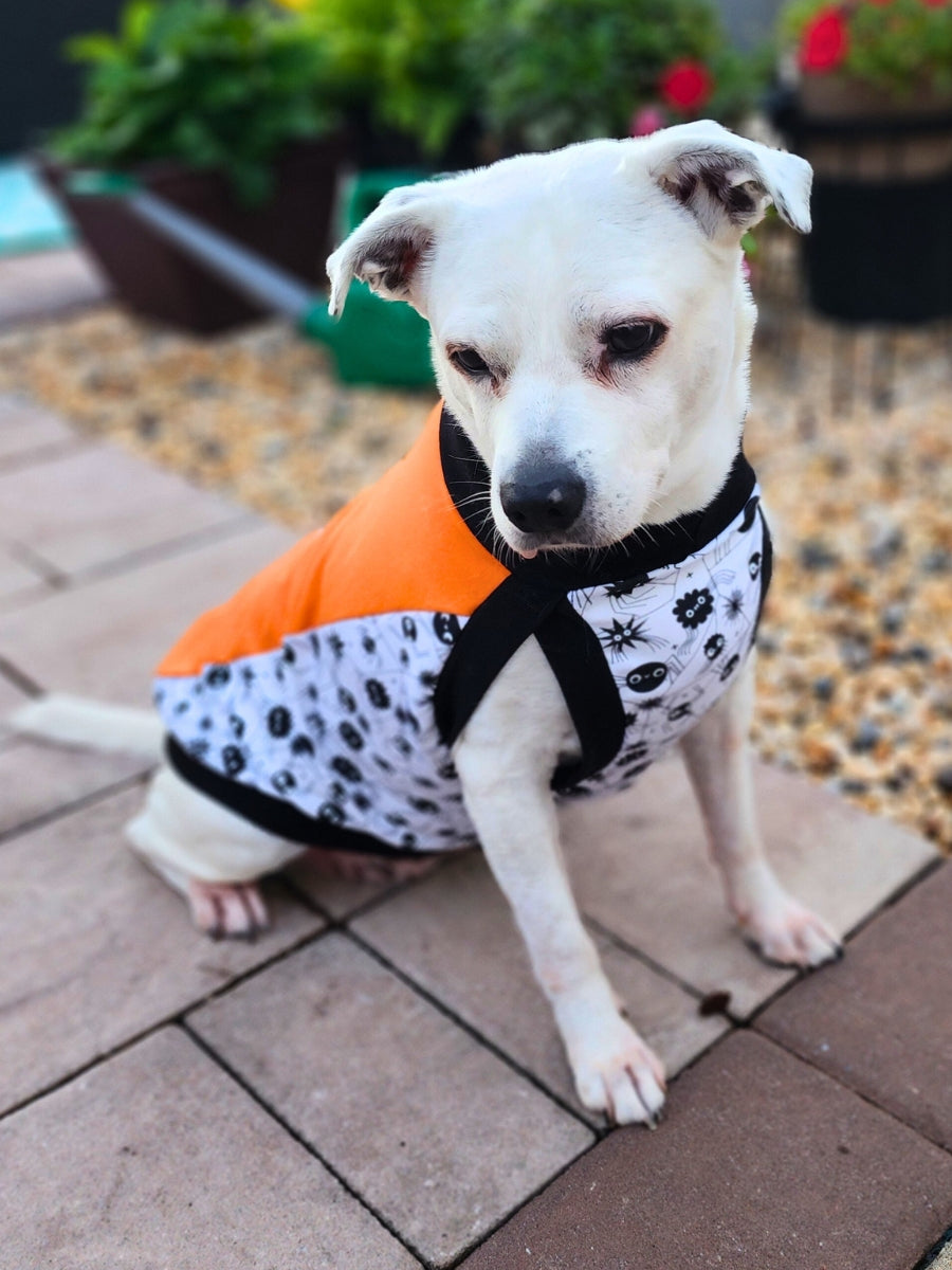 Front view of a cute white dog modeling an orange and white Halloween dog muscle tank with aglow-in-the-dark spider print underbelly.