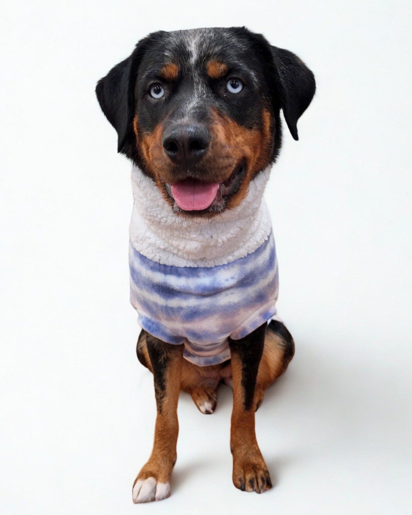 Aussie Rottweiler dog wearing a purple and pink tie-dye fleece pullover sweater