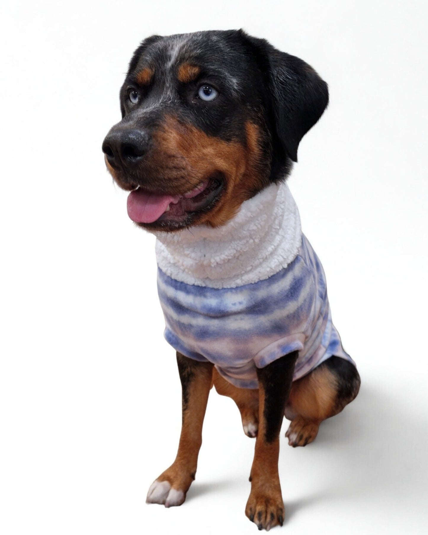 Side profile of a Aussie Rottweiler dog wearing a purple and pink tie-dye fleece pullover sweater