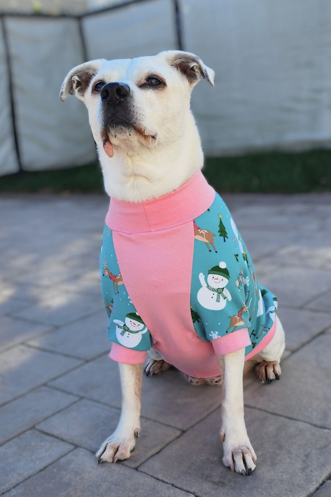 Front view of an adorable dog modeling Jax & Molly's Festive Snowmen Dog pajamas, adorned with holiday-themed snowmen, deer, pine trees, and other festive accents, all set against a mint-colored fabric.