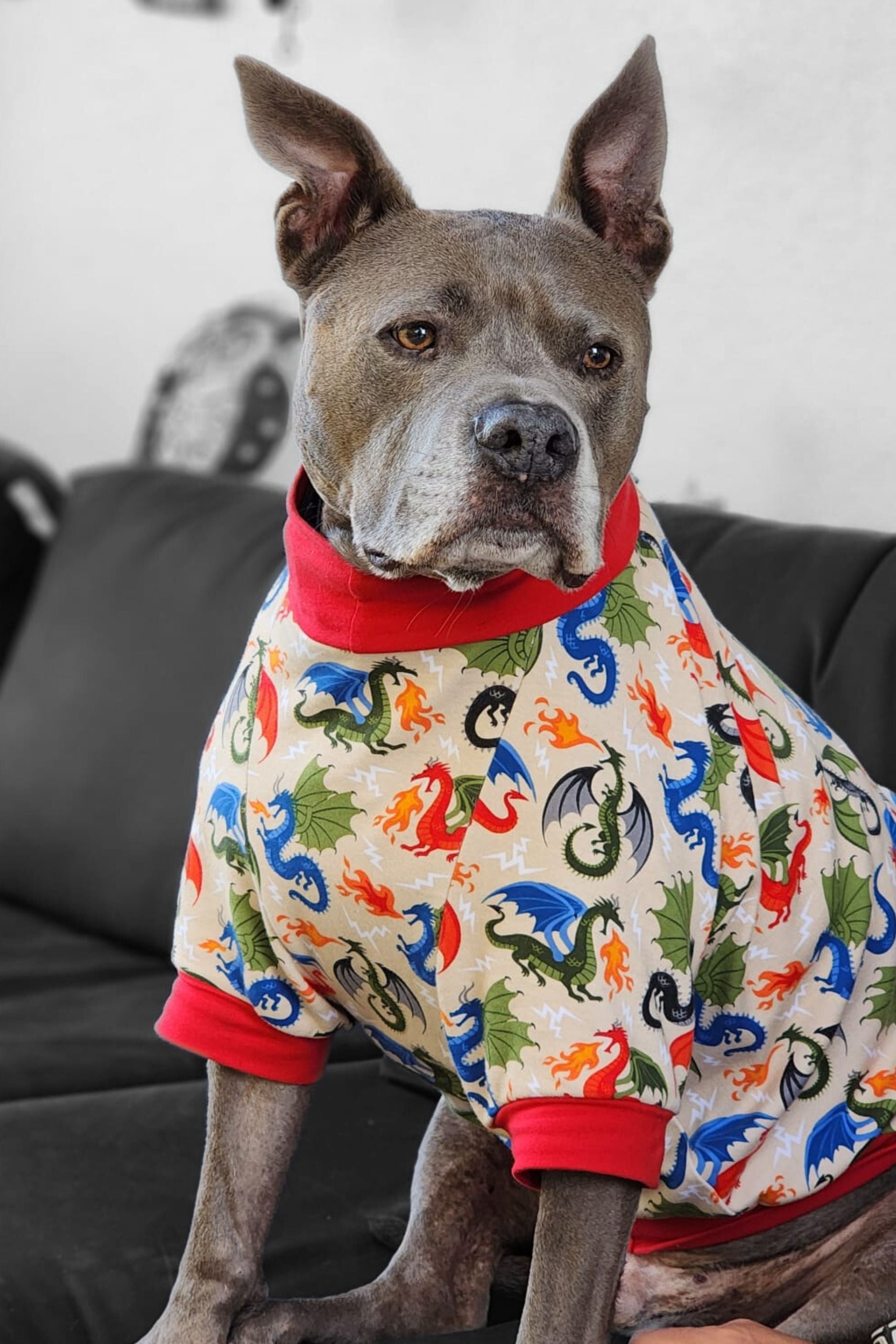 Gray pitbull modeling Jax & Molly's dog pajamas featuring a fire-breathing dragons  print against a tan backdrop.
