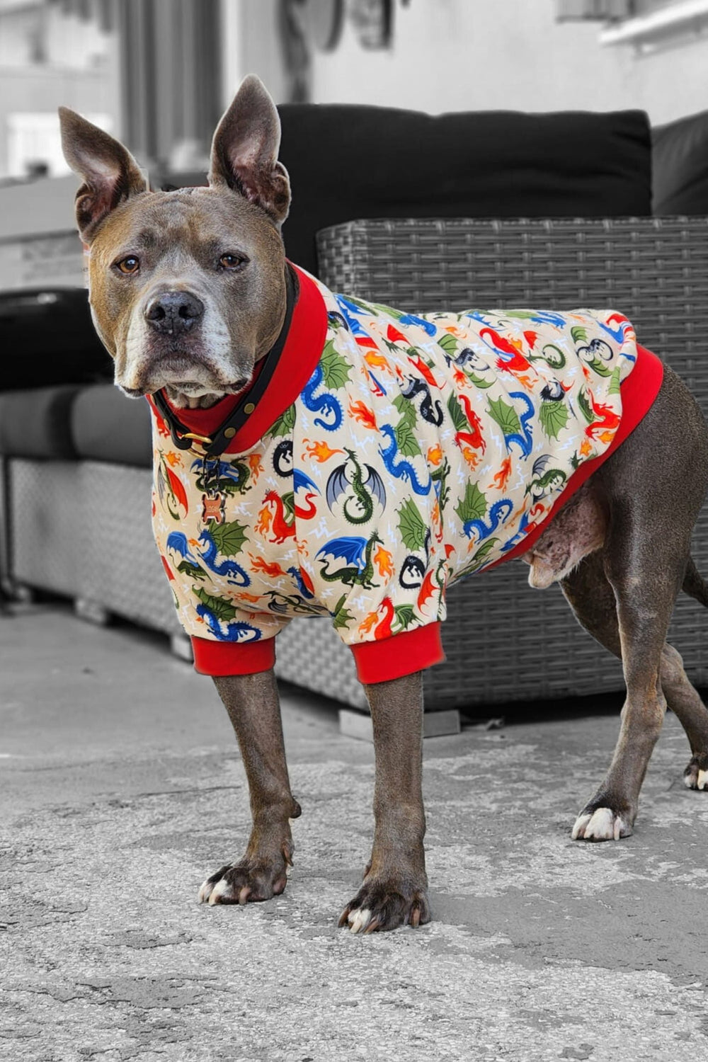 Gray pitbull modeling Jax & Molly's dog pajamas featuring a fire-breathing dragons  print against a tan backdrop.