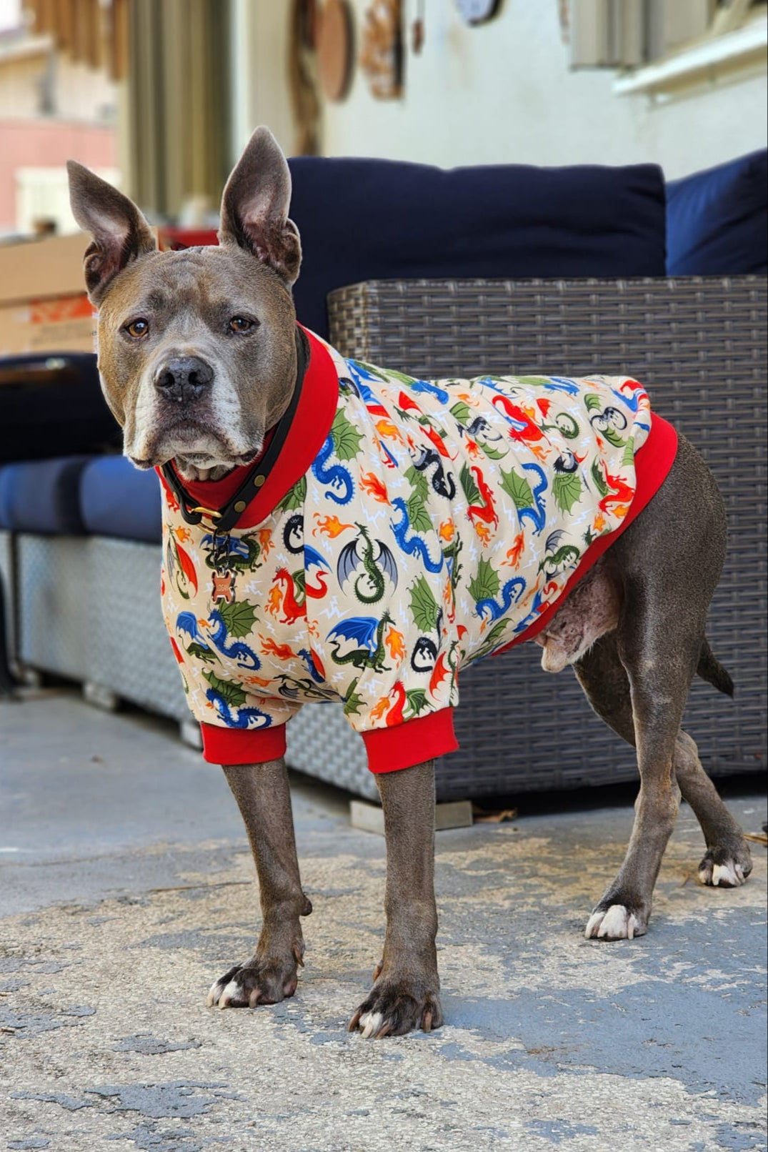 Gray pitbull modeling Jax & Molly's dog pajamas featuring a fire-breathing dragons  print against a tan backdrop.