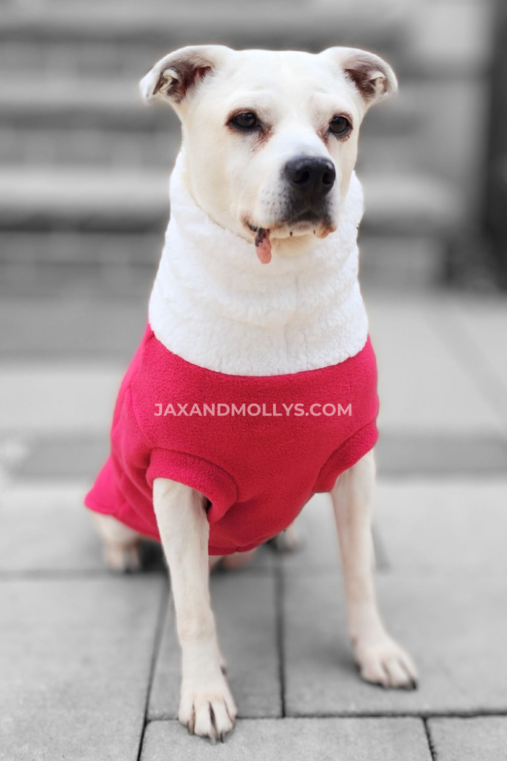 A dog modeling Jax & Molly's pink fuchsia dog sweater.