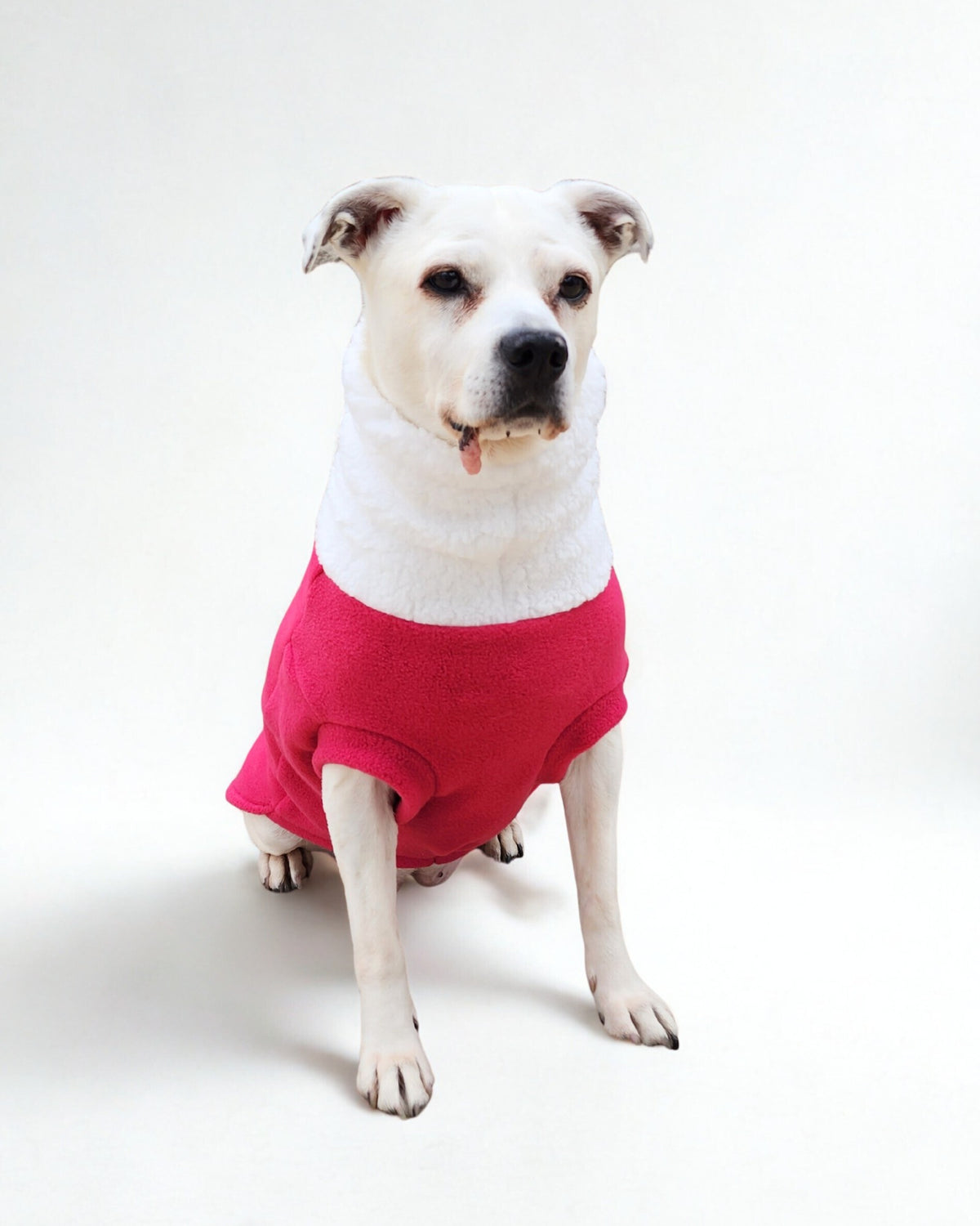 A dog modeling Jax & Molly's pink fuchsia dog sweater.
