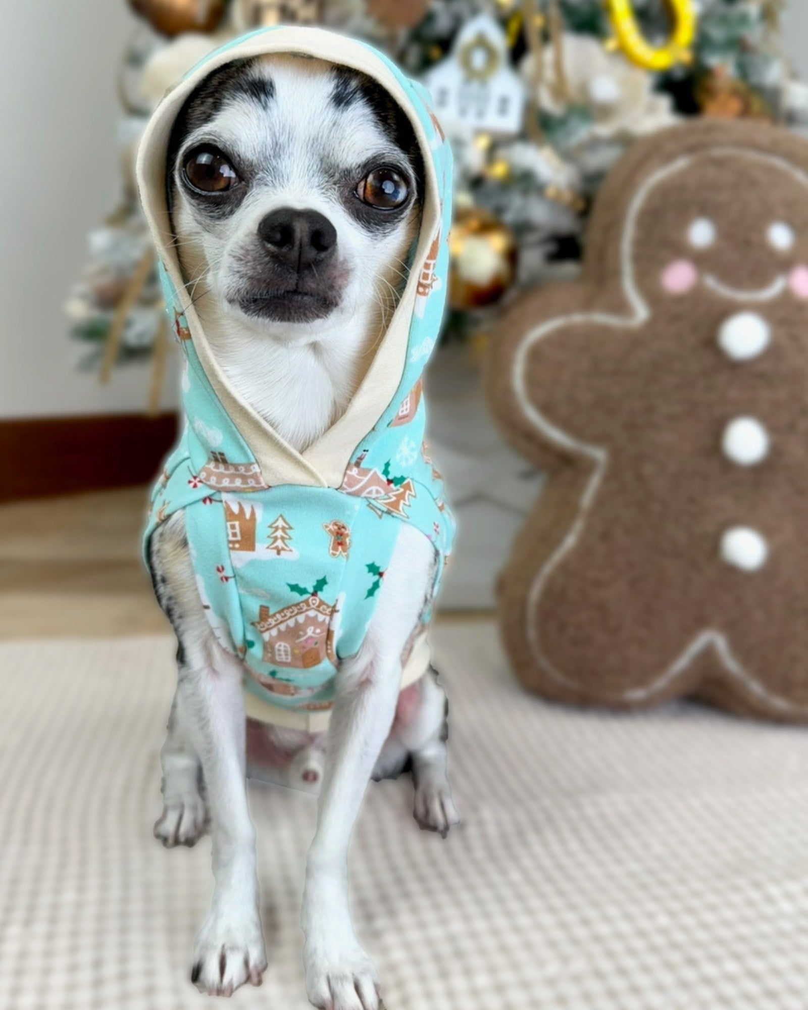 Small dog wearing gingerbread house print hoodie in front of Christmas tree
