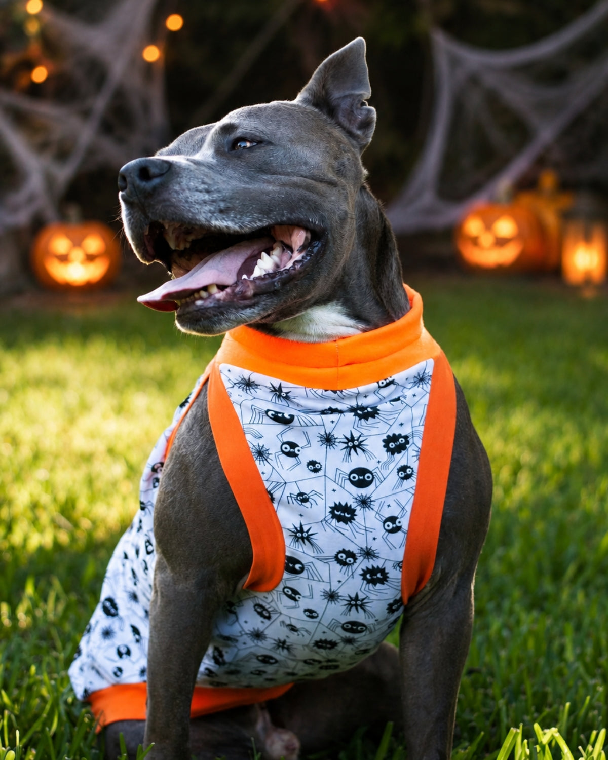 A stunning gray pitbull flashes a bright smile while donning a Halloween Dog Muscle Tank. The tank showcases a glow-in-the-dark spider print and is accented with orange trim on the neck, sleeves, and waistband.