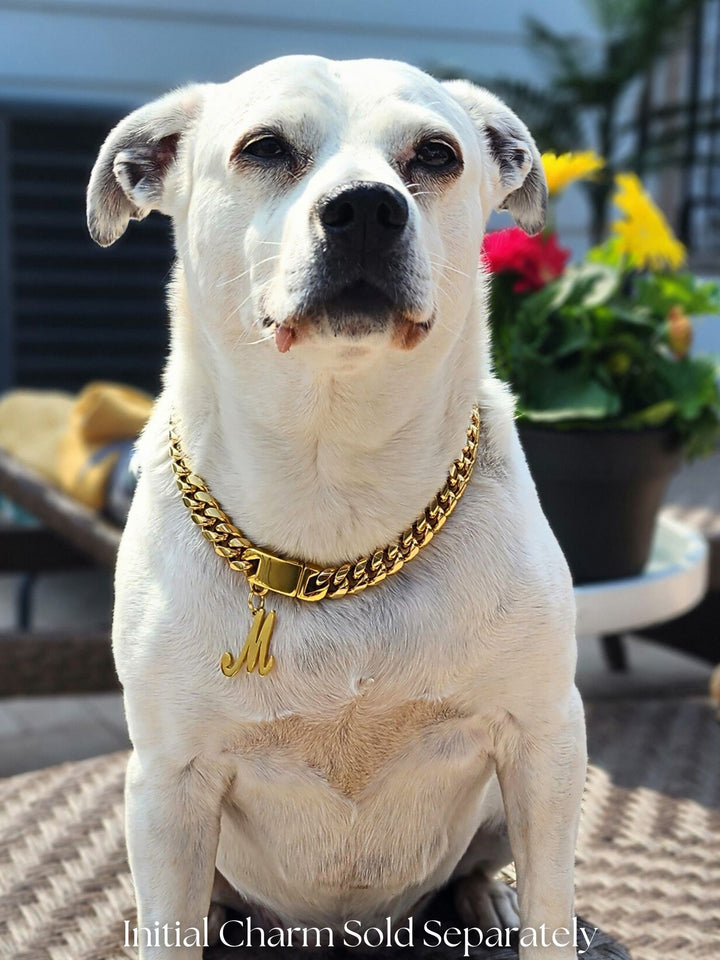 Beautiful dog modeling Jax & Molly's Cuban Link in Gold with an Initial Charm with the letter M.