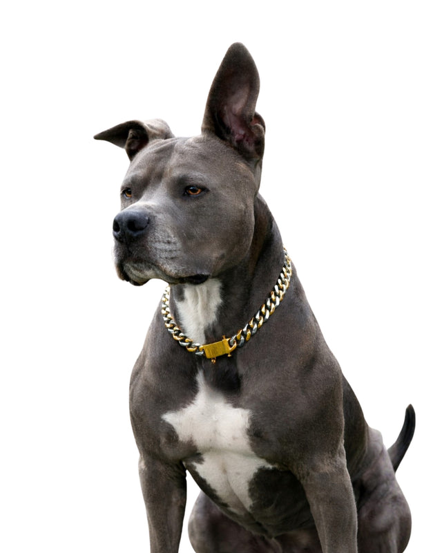 Two-toned gold and silver Cuban link dog chain on gray Pit Bull, sitting