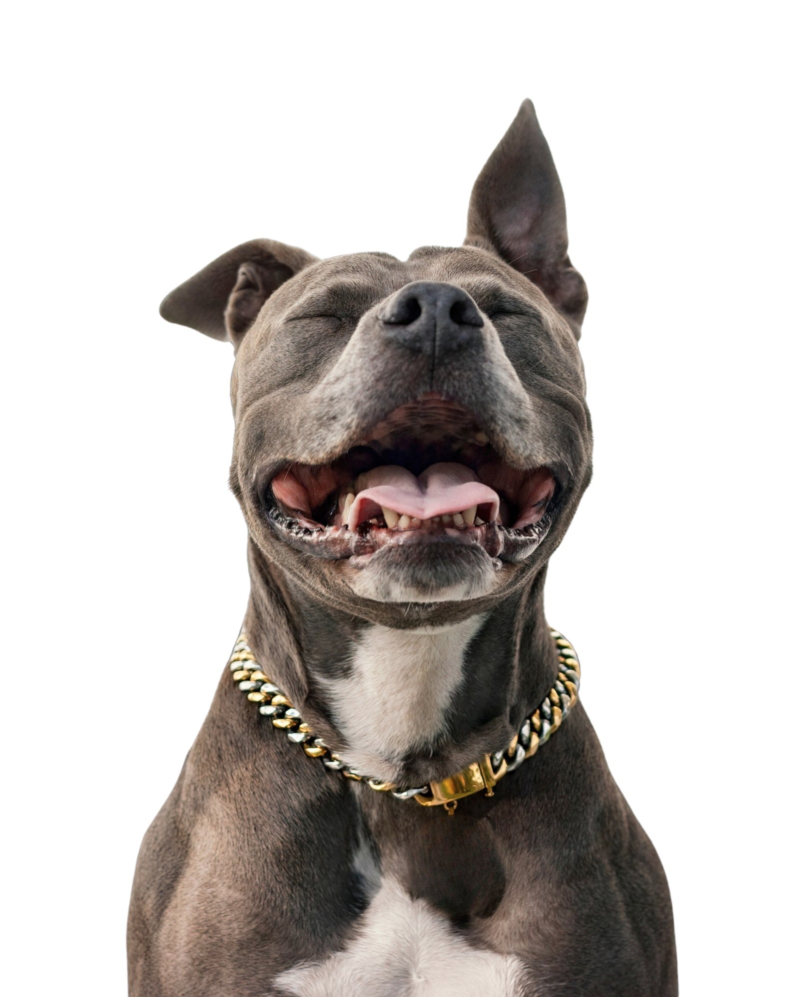 Two-toned gold and silver Cuban link dog chain on gray Pit Bull, front view