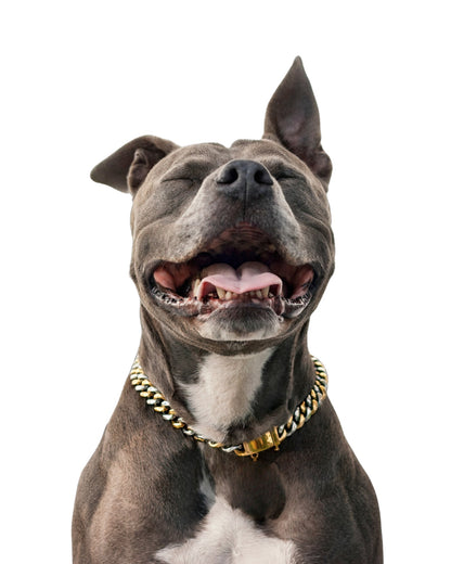 Two-toned gold and silver Cuban link dog chain on gray Pit Bull, front view