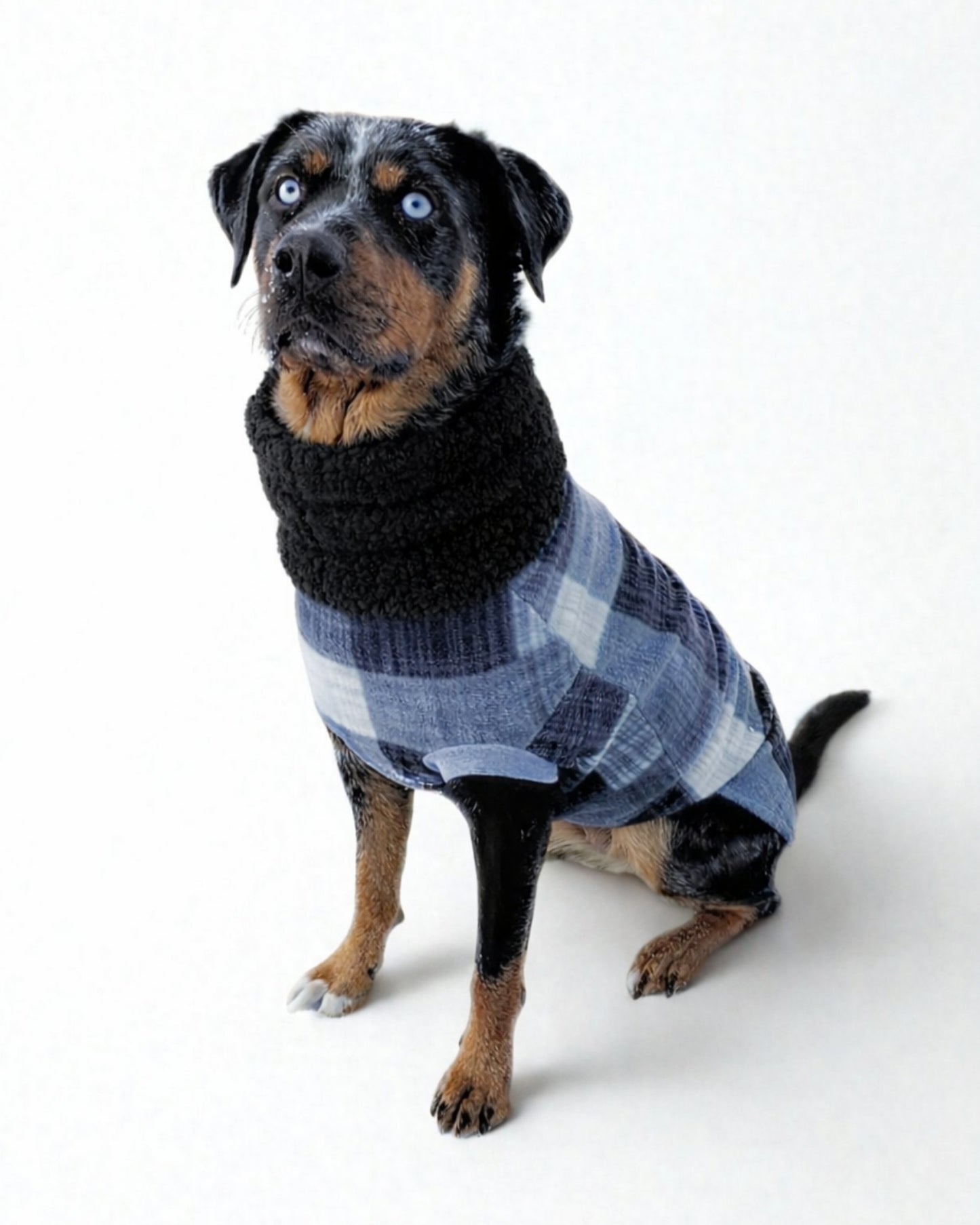Black and gray fleece dog sweater on black dog