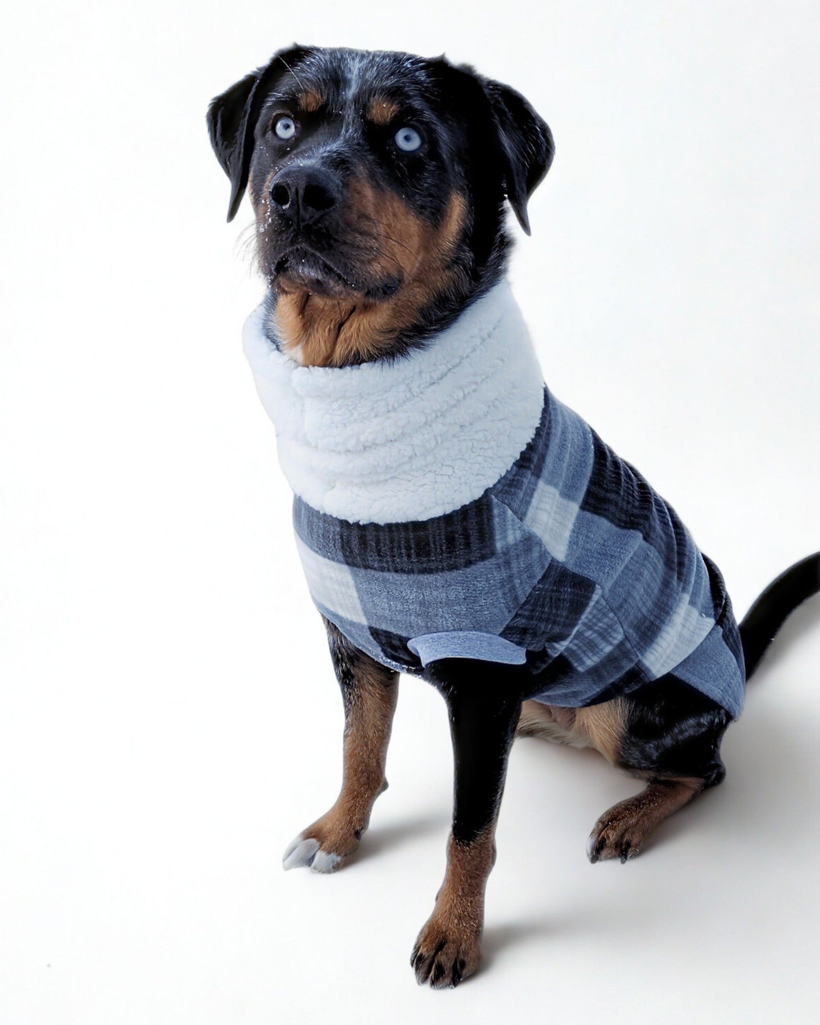 A dog modeling a Jax & Molly's fleece sweater showcasing a gray plaid pattern and a faux sherpa turtleneck.