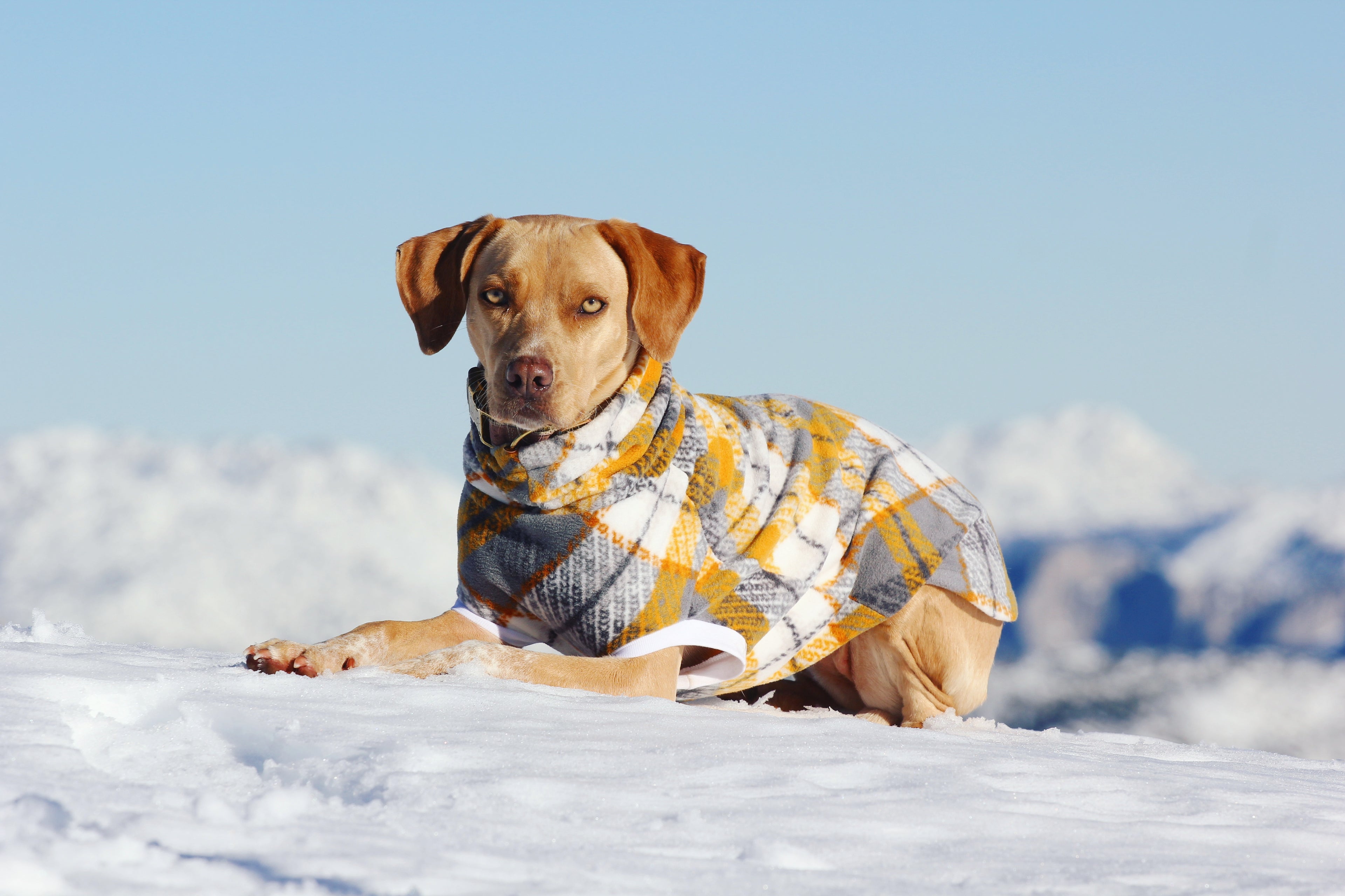 Grey, yellow, and white plaid fleece dog sweater on tan dog, lying on snowy mountain