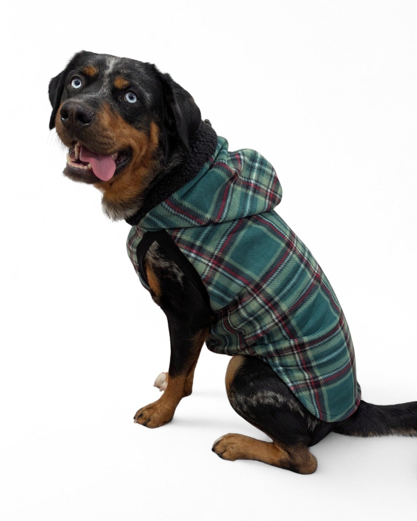 Dog wearing green plaid fleece dog sweater with black sherpa-trim hood