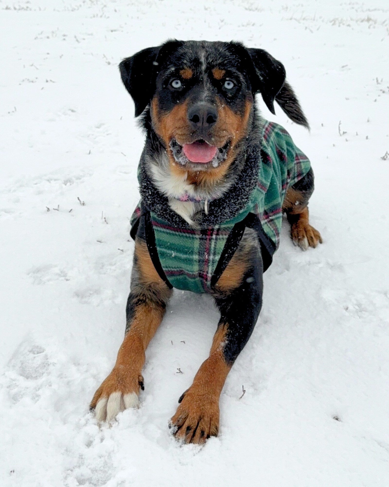 Dog playing in the snow wearing a green and red plaid fleece sweater with a sherpa trimmed hood.