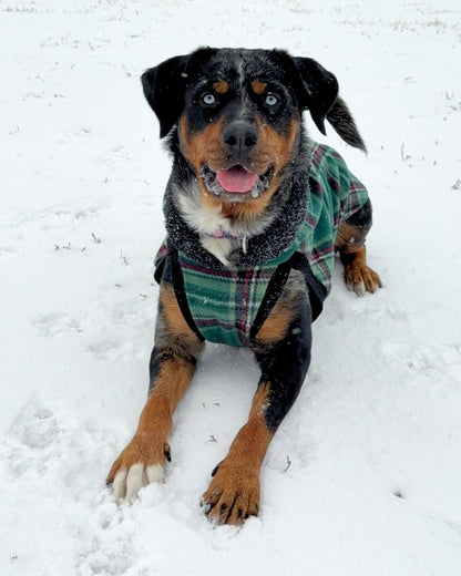 Dog playing in the snow wearing a green and red plaid fleece sweater with a sherpa trimmed hood.