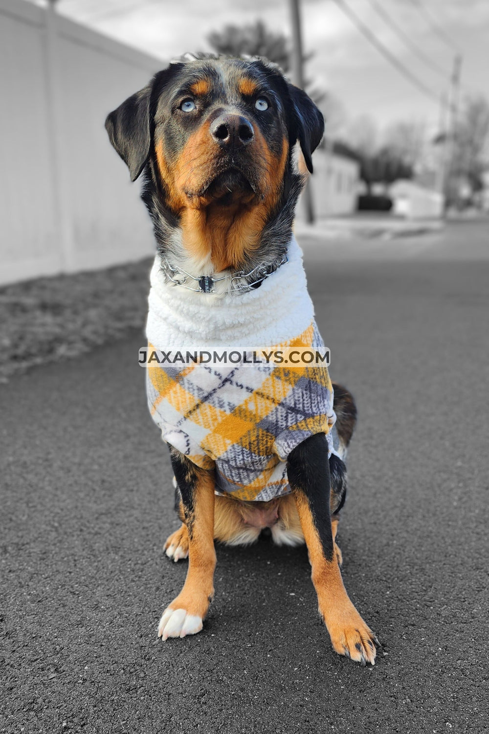 Dog wearing a plaid dog sweater in shades of gray, yellow, and white, featuring a faux sherpa turtleneck.