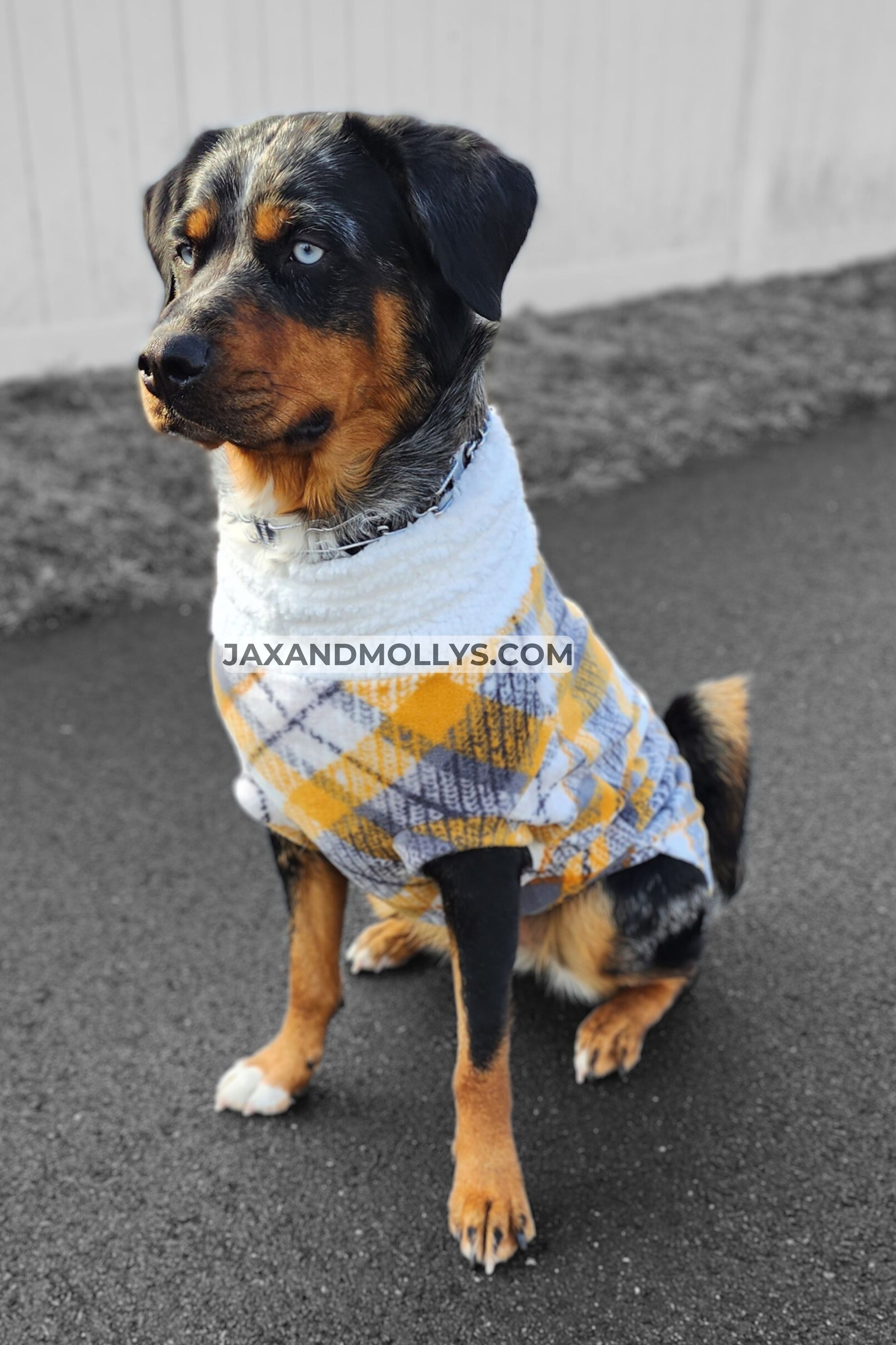 Dog wearing a plaid dog sweater in shades of gray, yellow, and white, featuring a faux sherpa turtleneck.
