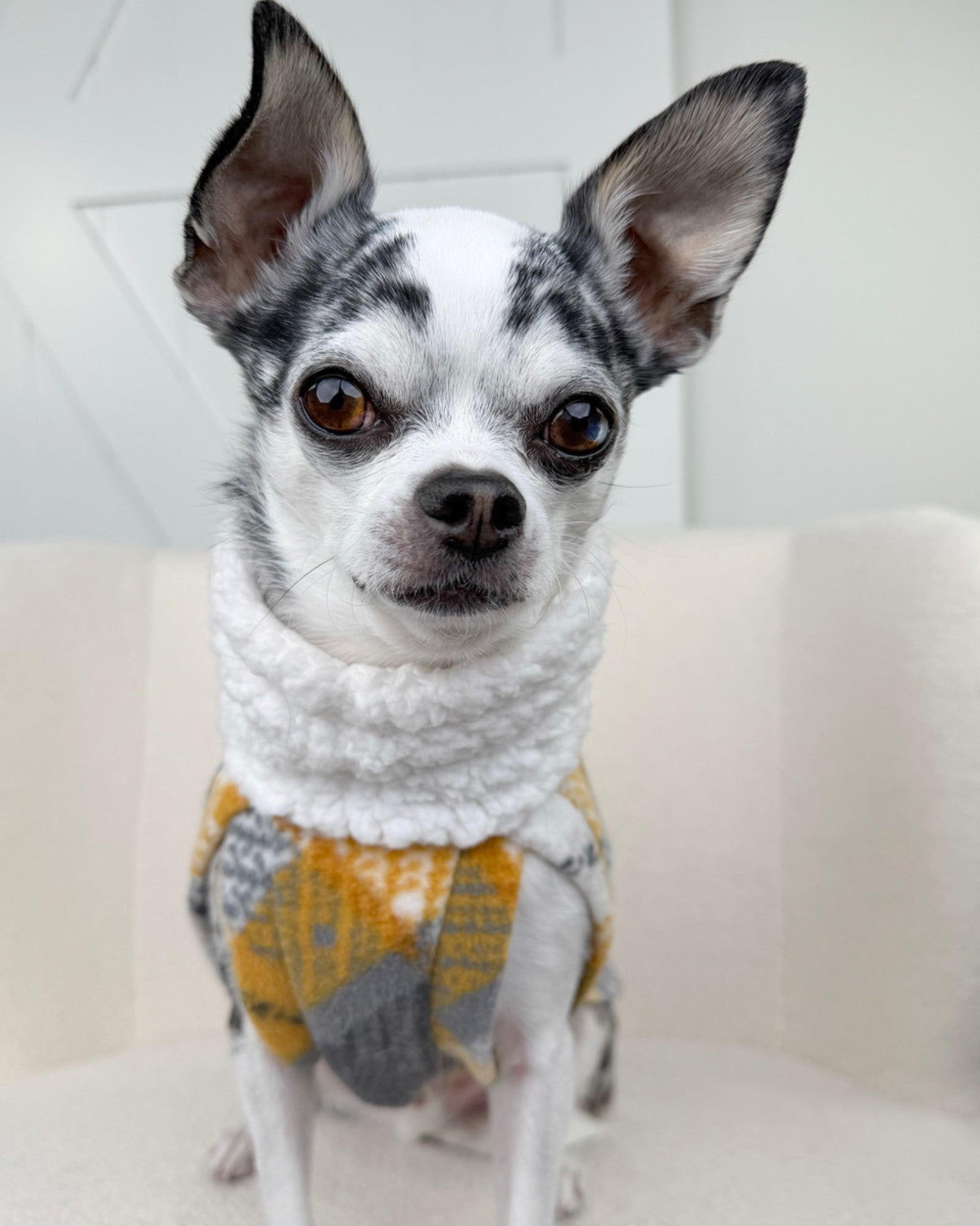 Front view of dog wearing warm plaid fleece sweater with soft sherpa turtleneck