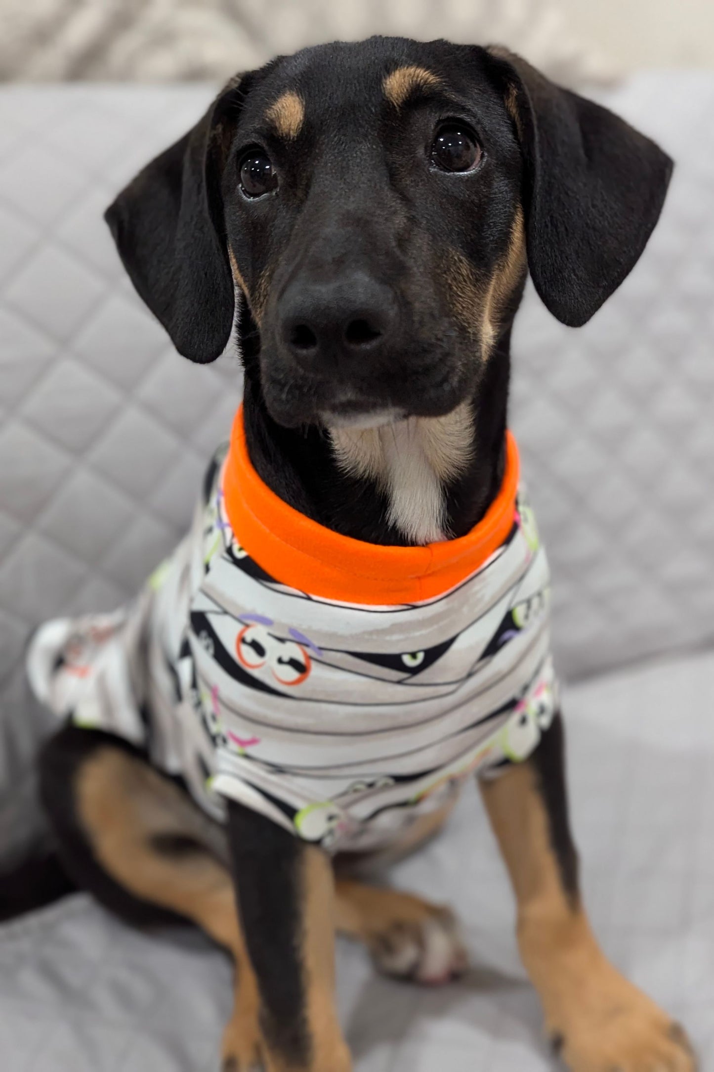 Dog wearing Glow-in-the-dark Halloween  mummy wrap pajamas with orange neck trim.