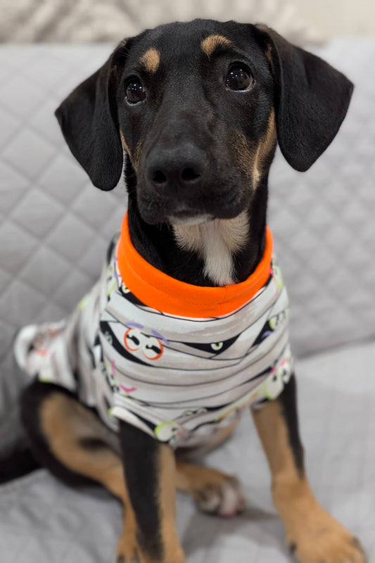Dog wearing Glow-in-the-dark Halloween  mummy wrap pajamas with orange neck trim.