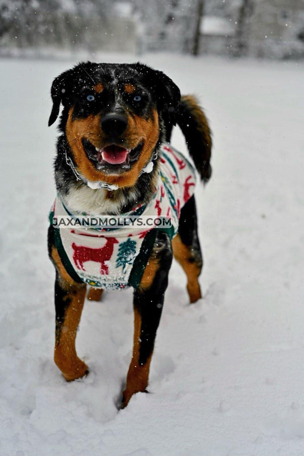 A Rottweiler showcases a stunning dog sweater embellished with deer and pine trees, set against a wintry backdrop.