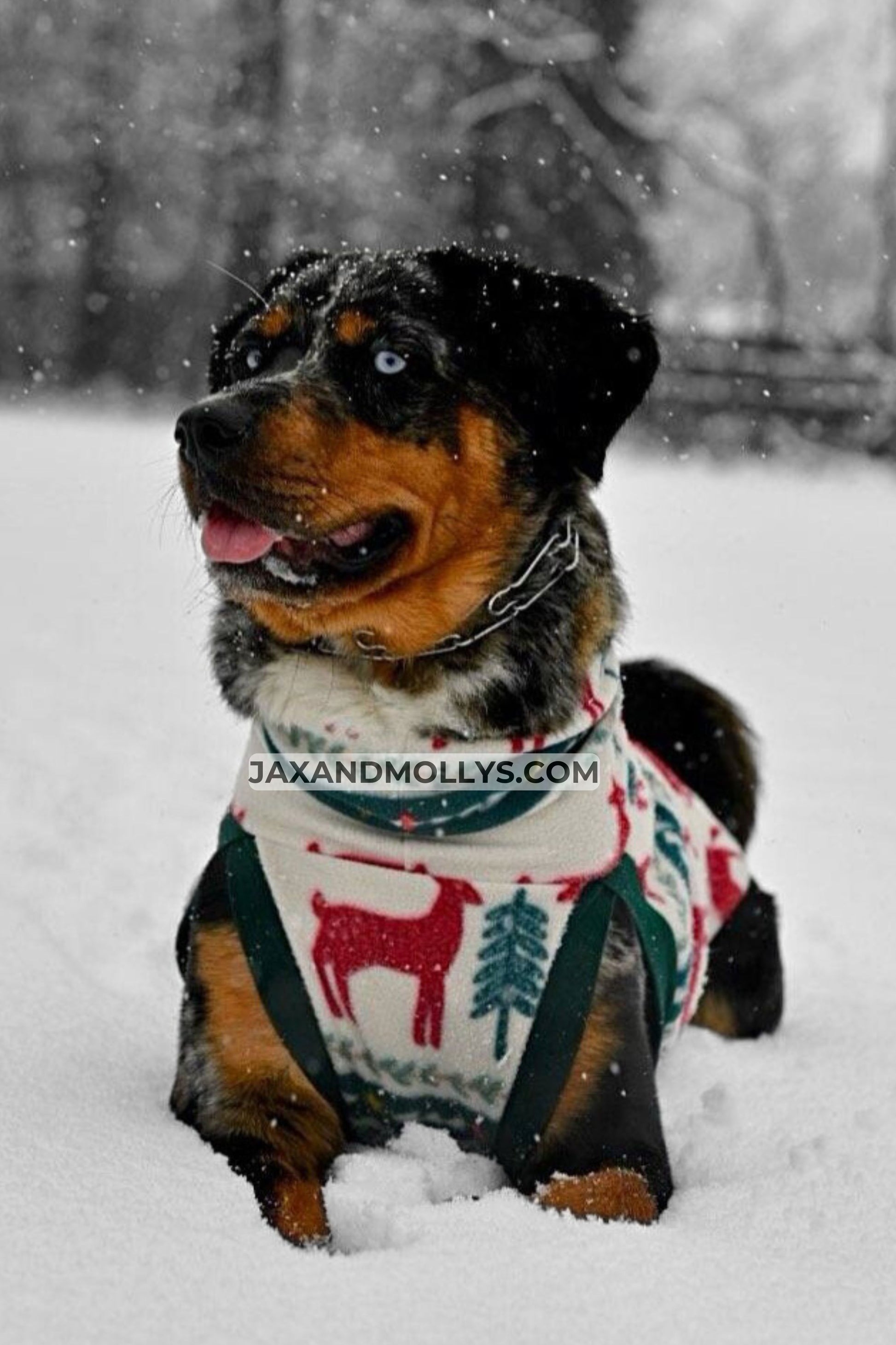 A Rottweiler showcases a stunning dog sweater embellished with deer and pine tree designs on a wintry day.
