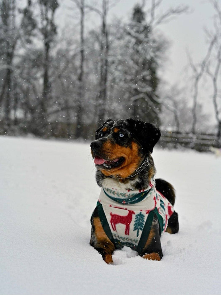 A Rottweiler showcases a stunning dog sweater embellished with deer and pine tree designs on a wintry day.