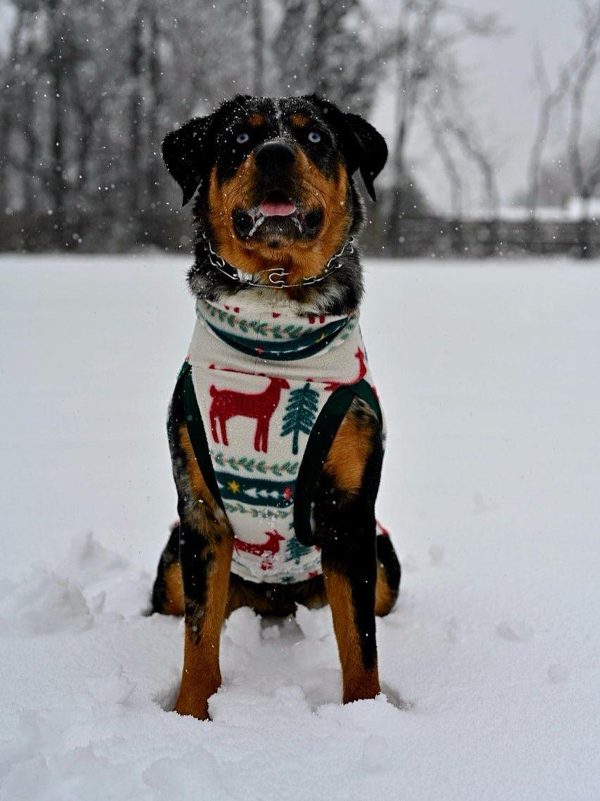 A majestic Rottweiler showcases a stunning dog sweater embellished with deer and pine tree motifs against the backdrop of a snowy day.