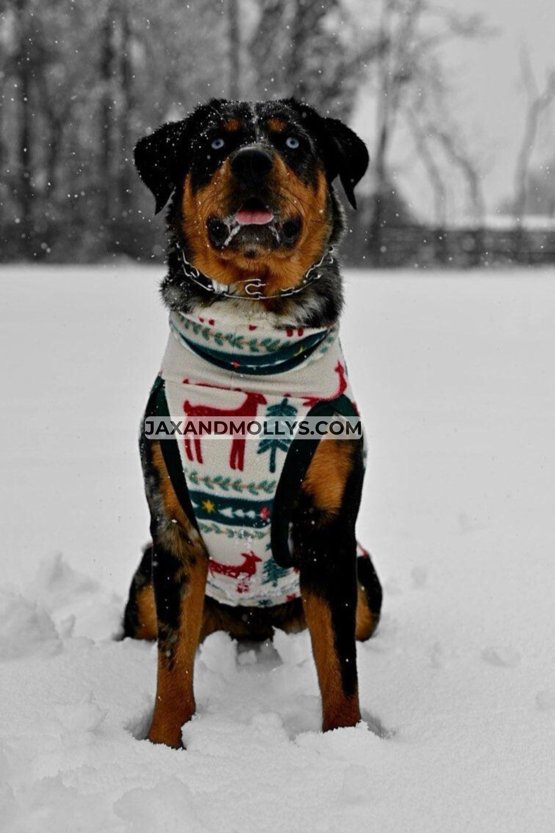 A majestic Rottweiler showcases a stunning dog sweater embellished with deer and pine tree motifs against the backdrop of a snowy day.