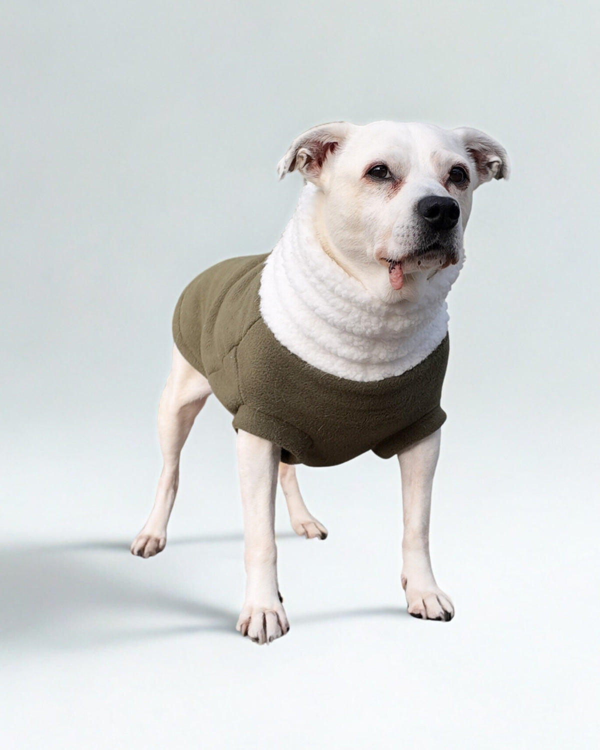 Hunter green plush fleece dog sweater with white sherpa turtleneck on white dog, front view standing