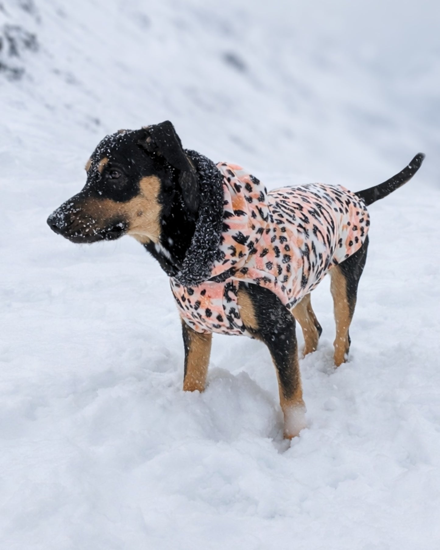Ivory & blush leopard fleece dog sweater tank with black sherpa-trim hood on dog in snow, side view