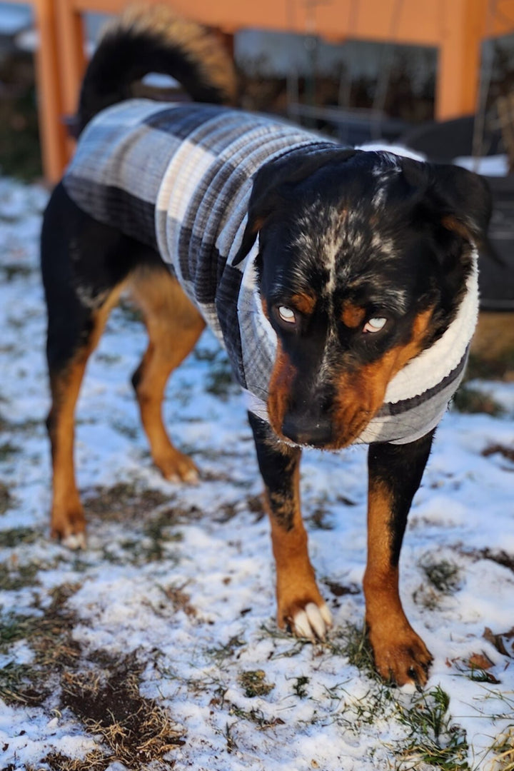 A dog dressed in a Jax & Molly's fleece sweater showcasing a gray plaid pattern and a faux sherpa turtleneck.