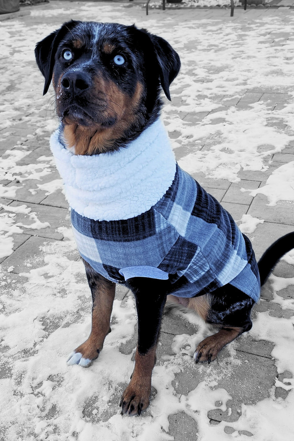A dog modeling a Jax & Molly's fleece sweater showcasing a gray plaid pattern and a faux sherpa turtleneck.
