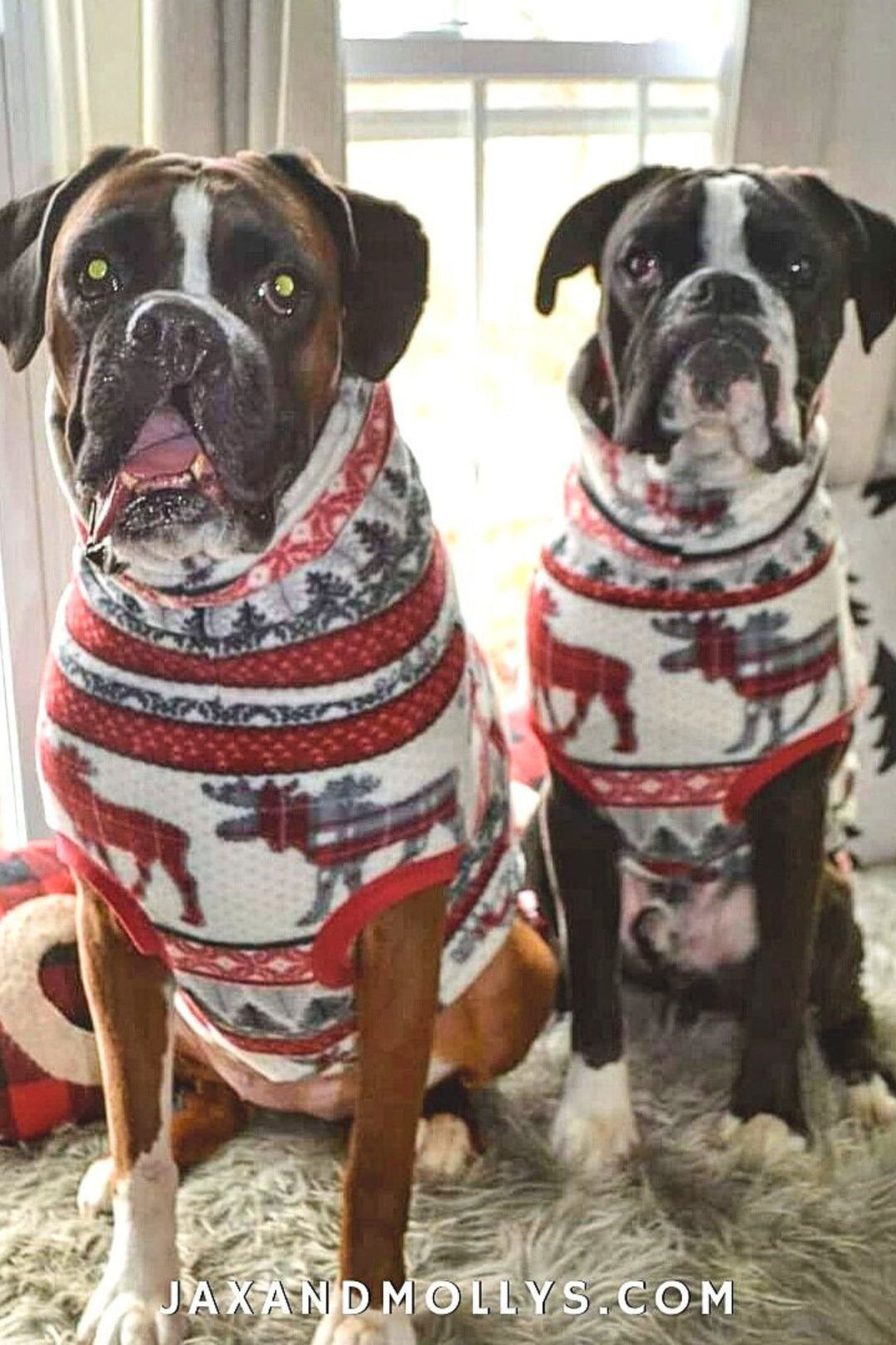 Gorgeous duo of Boxers modeling Jax & Molly's Moose & Pine Holiday Dog Sweater adorned with fabulous moose, pine trees, and holiday accents.