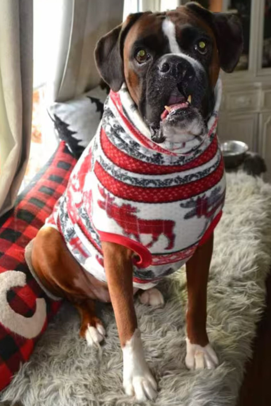 Gorgeous Boxer modeling Jax & Molly's Moose & Pine Holiday Dog Sweater adorned with fabulous moose, pine trees, and holiday accents.